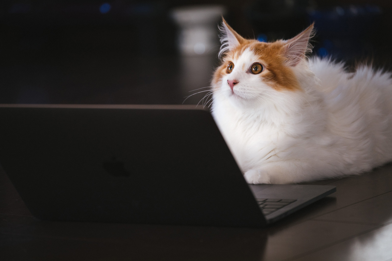 ネット検索する美人猫